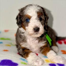 Pork Chop - Tri-color male Bernedoodle puppy in Beecher, Illinois from Erica’s Doodles