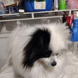 Bella - Pomeranian
