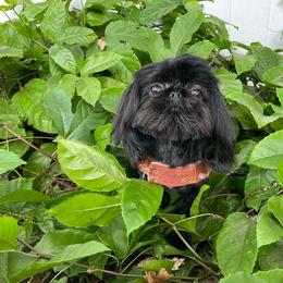 Leo - Shih Tzu