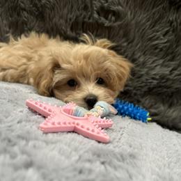 Danny - Cream male Maltipoo puppy in Vancouver, Washington from Sivers Puppies