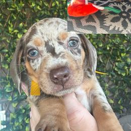 Daisy - Dapple female Dachshund puppy in Smyrna, Tennessee from Dapper Doxies