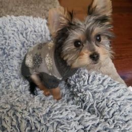 Yorkshire Terrier All Grown Up from Cuties for Cuties..Yorkies