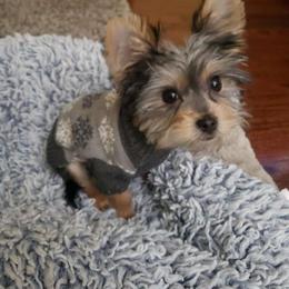 Yorkshire Terrier All Grown Up from Cuties for Cuties..Yorkies