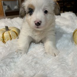 Juliet - Blue female Pembroke Welsh Corgi puppy in Atascadero, California from California Corgis and Kunes