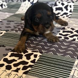 Fred - Tri-color male Cavapoo puppy in Sun City, Arizona from AZ Cavapoos