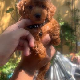 Junior - Red  male Poodle puppy in Riverside, California from Poodles and Frenchies