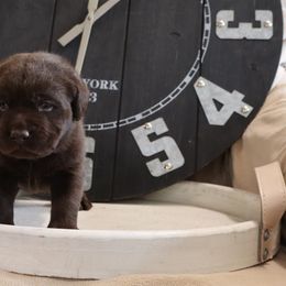 Cider - Chocolate male Labrador Retriever puppy in Camden, Indiana from Camden's Caring Canines