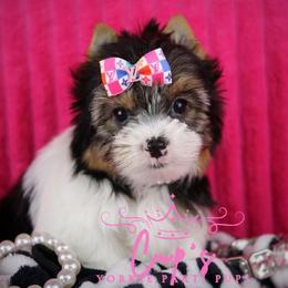 Dolly - Parti female Yorkshire Terrier puppy in Cabot, Arkansas from Cup's Yorkie Parti Pups