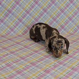 Dachshund Puppies from Newbern's Nuggets