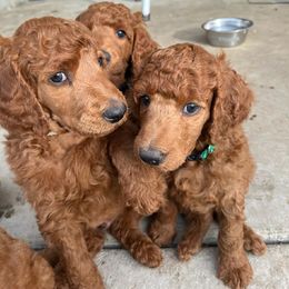 Poodle Puppies from R-Family Red Standard Poodles
