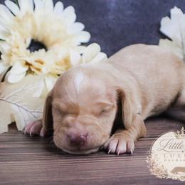 AKC Hunter - Red male Dachshund puppy in Christiansburg, Virginia from Little Legs Luxury Dachshunds LLC