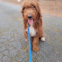 Blu - Red  male Goldendoodle puppy in Cleveland, Georgia from The O.G. Doodles