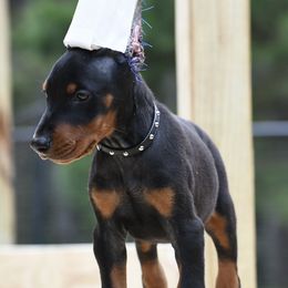 Orange - Black and rust male Doberman Pinscher puppy in Overton, Texas from Obsidian Kennel