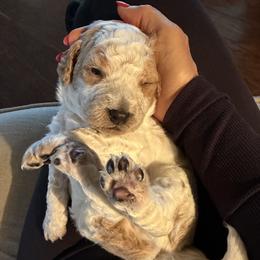Maverick - White male Bernedoodle puppy in Yuba City, California from Ranch House Doodles
