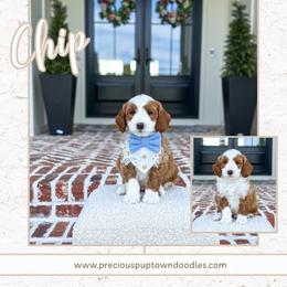 Chip - Red  male Goldendoodle puppy in Bell Buckle, Tennessee from Precious Puptown Doodles