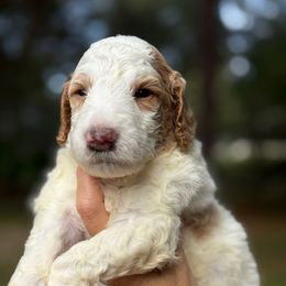 Flynn Ryder - Parti male Goldendoodle puppy in Brooksville, Florida from Abby’s Standard Goldendoodles