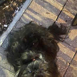 Dizzy - Shih Tzu