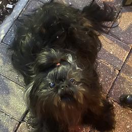 Dizzy - Shih Tzu