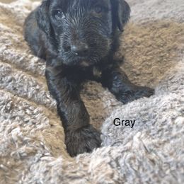 Goldendoodle Puppies from Native Country Goldendoodles