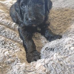 Goldendoodle Puppies from Native Country Goldendoodles