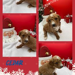 Cedar - Red  male Goldendoodle puppy in Wayland, New York from Loris Pampered Pooches💕