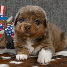 Hutch - Red merle male Australian Shepherd puppy in Wichita Falls, Texas from Spotted Mule Aussies