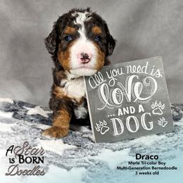 Draco - Gray Collar - Blue merle male Bernedoodle puppy in Jackson, Michigan from A Star is Born Doodles