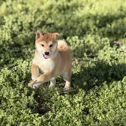 Yumi  Red Girl - Red female Shiba Inu puppy in Neosho, Missouri from Sunny Terrace Shibas