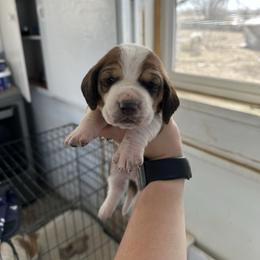 Boy 3 - Brown black and white male Basset Hound puppy in Las Animas, Colorado from J&D Dachsies