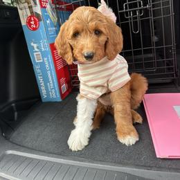 Goldendoodle Puppies from Ankeny Doodles