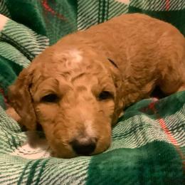 Clarissa - Purple girl - Apricot female Goldendoodle puppy in Puyallup, Washington from Dawnie’s Doodles