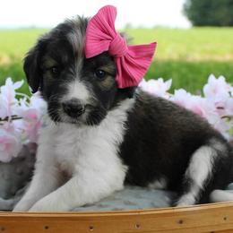 Summer - Sable female Bordoodle puppy in Ashland, Ohio from Cherry Blossom Doodles