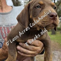FEMALE - 1 - Chocolate female Catahoula Leopard Dog puppy in Perry, Florida from O'Leos' Acres Catahoulas