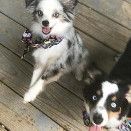Toy Australian Shepherd All Grown Up from The Ranch of the Sun Toy Aussies