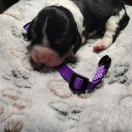 Ramaria (purple) - Black white and tan female English Springer Spaniel puppy in Redding, California from Springer's Journey Spaniels California