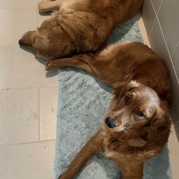 Golden Retrievers from Rose Petal Farms