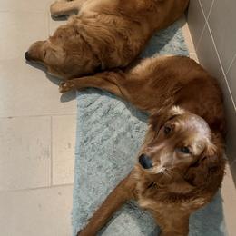Golden Retrievers from Rose Petal Farms