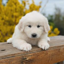 Girl 2 Purple - White female Great Pyrenees puppy in Yakima, Washington from Naches Heights Ranch