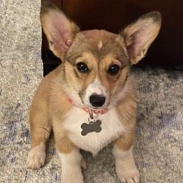 American Corgis from Corgiville Carolina