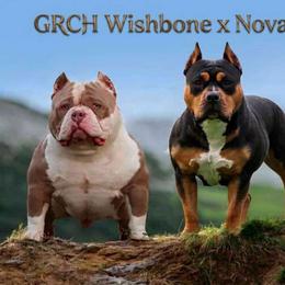 American Bully puppies from Blue Fury's