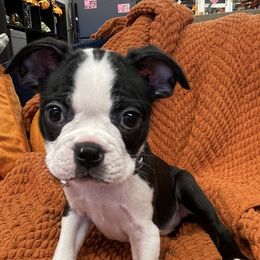 Boston Terrier Puppies from Belen's Boston Terriers