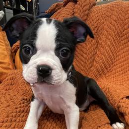 Boston Terrier Puppies from Belen's Boston Terriers