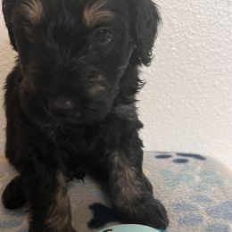 Schnoodle Puppies from Gooch Canines (Giant Schnoodles)