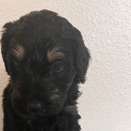 Schnoodle Puppies from Gooch Canines (Giant Schnoodles)