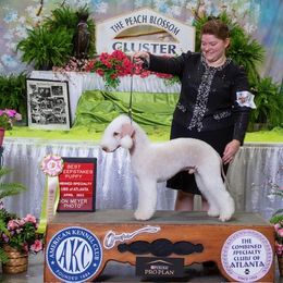 Bedlington Terrier All Grown Up from Blenheim