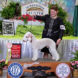 Bedlington Terrier All Grown Up from Blenheim