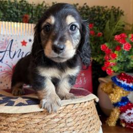 Licorice - Black and cream female Dachshund puppy in Perryville, Maryland from Heavenly Heritage Dachshunds and Doods