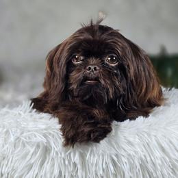 Honeybon - Chocolate male Shih Tzu puppy in Hialeah, Florida from Jolie glz