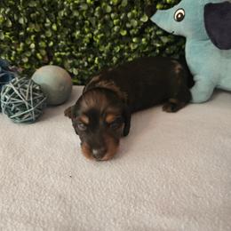Zeke - Dapple male Dachshund puppy in Centerville, Georgia from Mel's LowRider Ranch