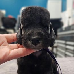 Rumi - Blue female Bedlington Terrier puppy in Rincon, Georgia from Prismic Bedlington Terriers